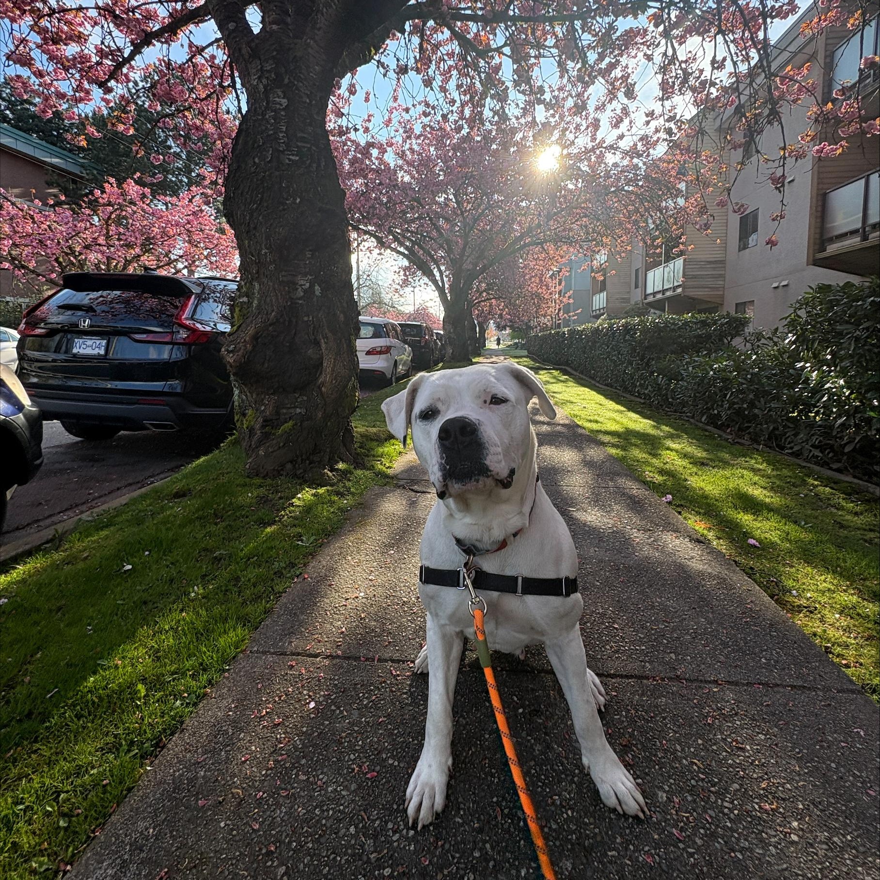 Enlarge Athena, a Adoptable mixed breed in Vancouver, BC image 2/6