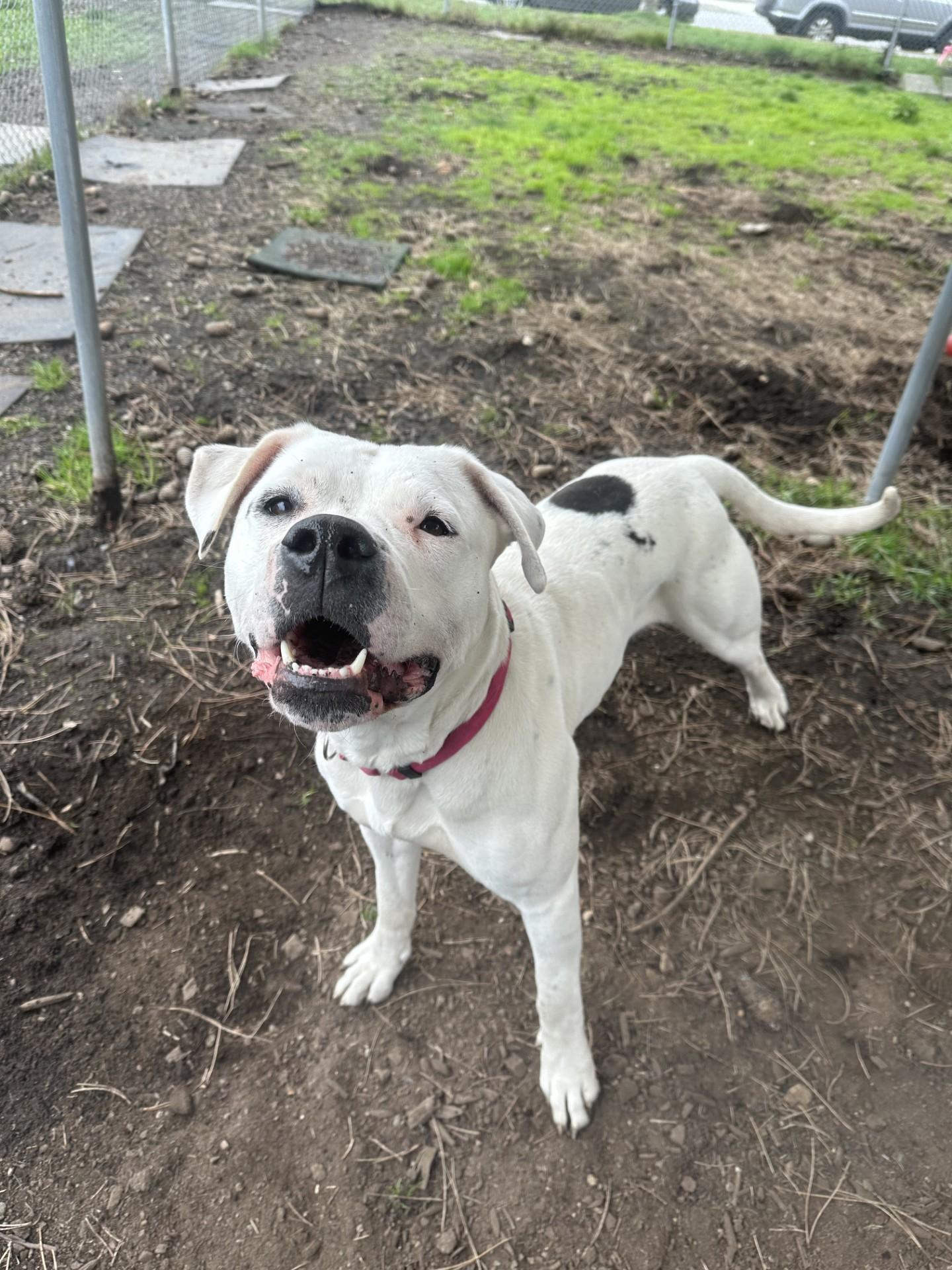 Enlarge Athena, a Adoptable mixed breed in Vancouver, BC image 4/6