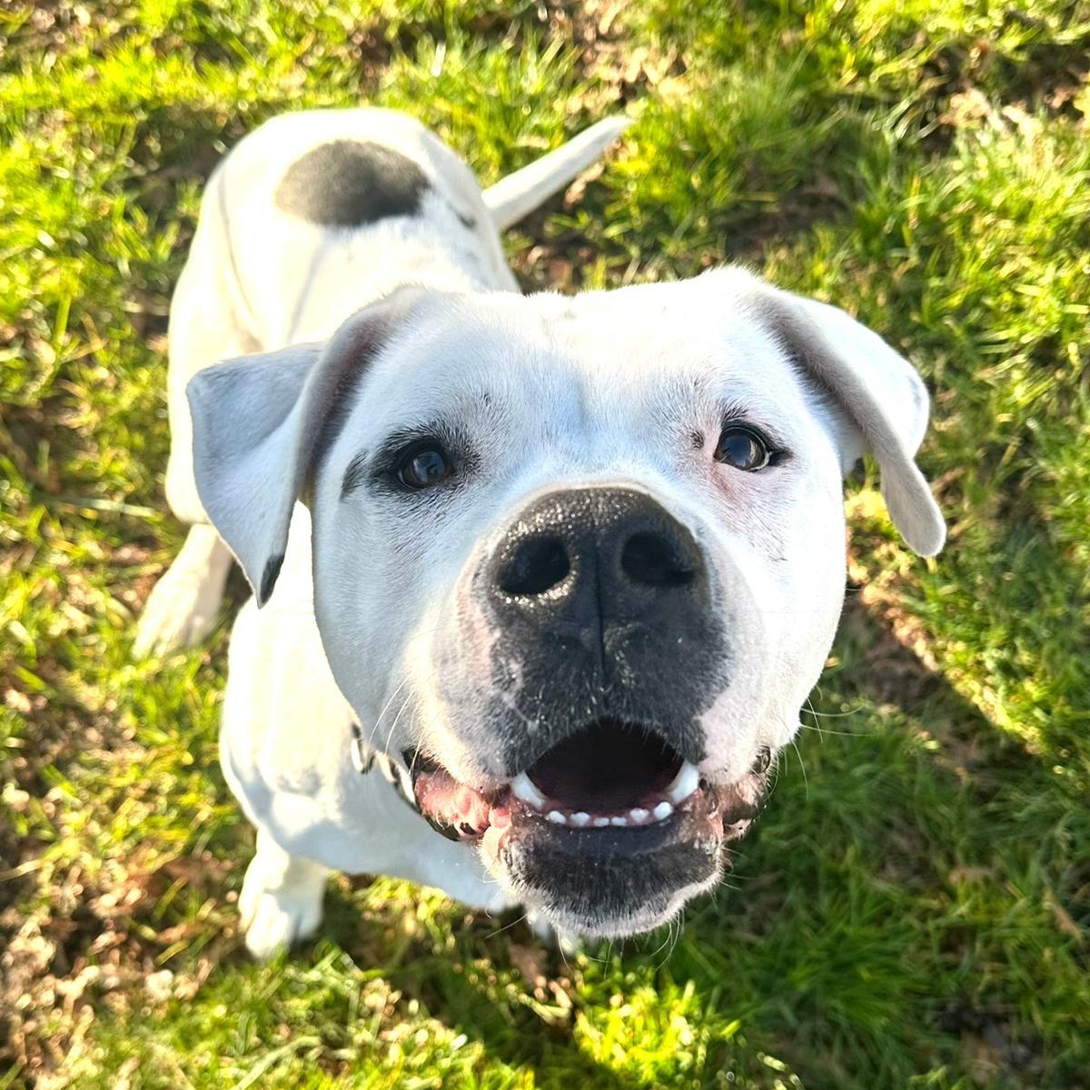 Athena, Adoptable, Young Female Pit Bull Terrier & American Bulldog.
