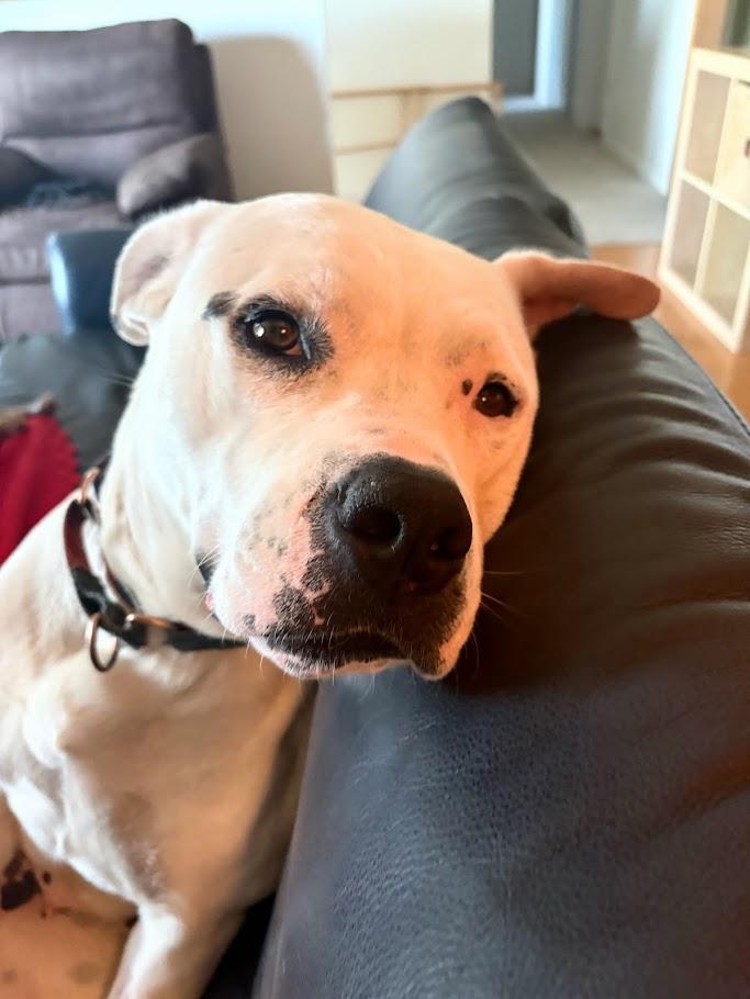 Athena, a Adoptable mixed breed in Vancouver, BC image 6/6