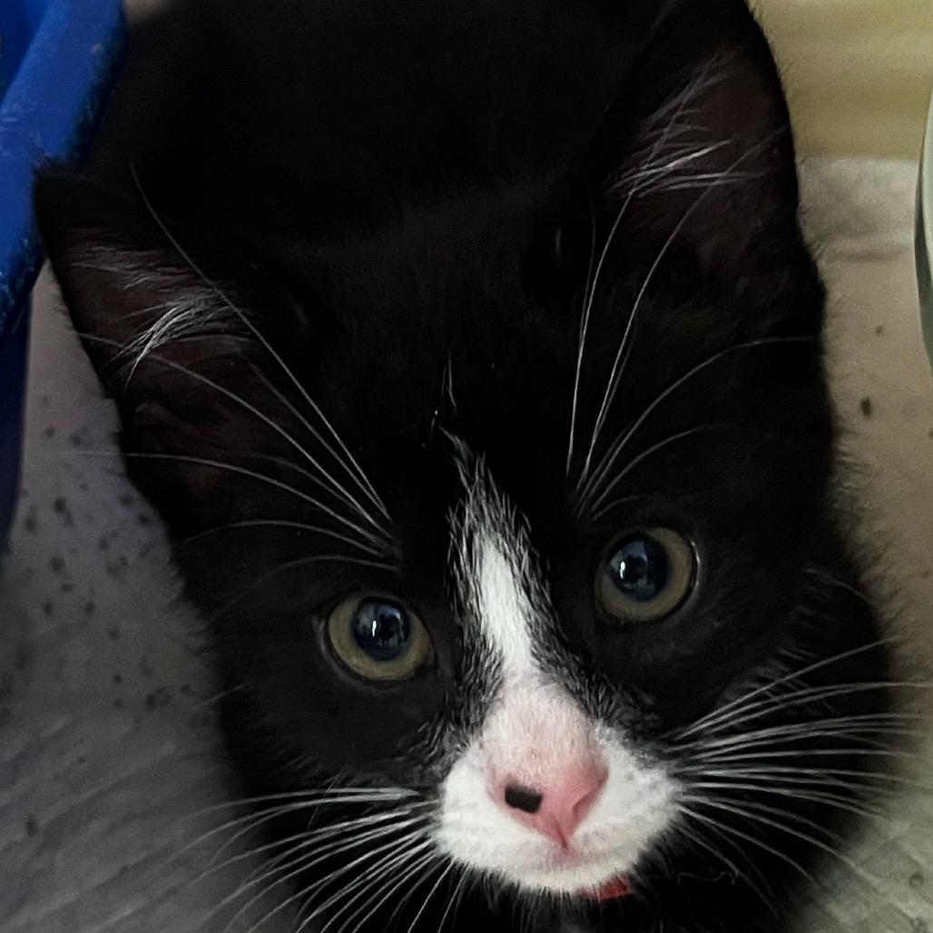 Enlarge Booger, a Adoptable Domestic Medium Hair in Ruckersville, VA image 1/2