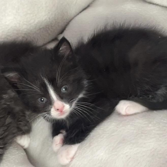 Enlarge Booger, a Adoptable Domestic Medium Hair in Ruckersville, VA image 2/2