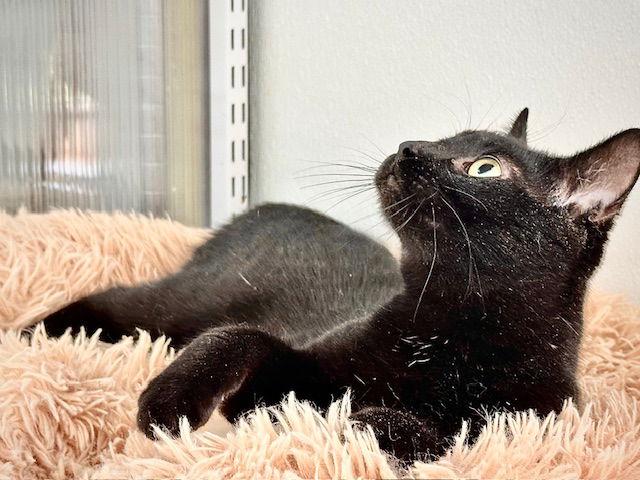 Nicholas, a Adoptable Domestic Short Hair in Winton, NC image 1/3