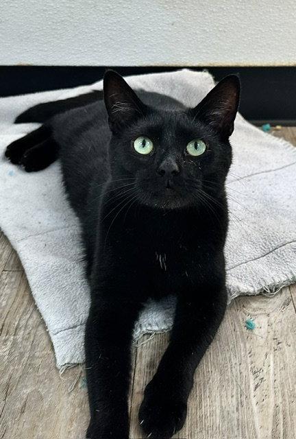 Nicholas, Adoptable, Young Male Domestic Short Hair.