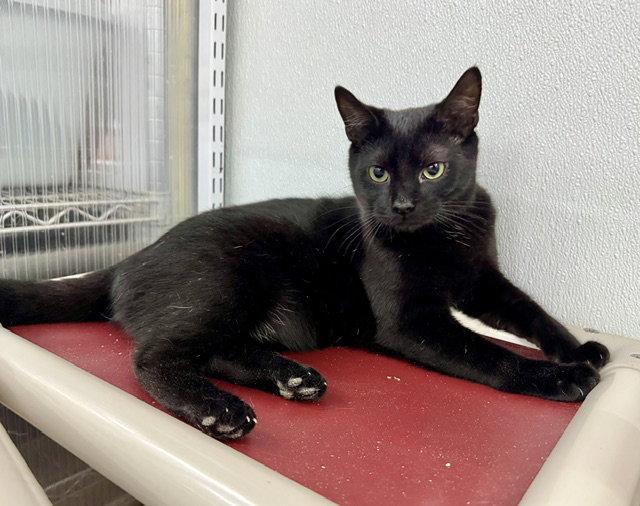 Enlarge Nicholas, a Adoptable Domestic Short Hair in Winton, NC image 2/3