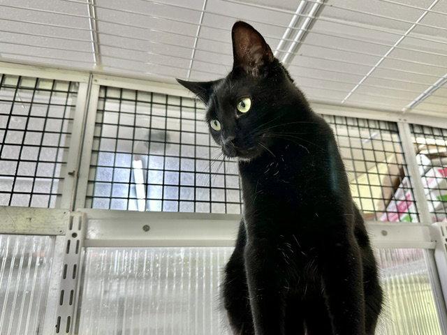 Enlarge Nicholas, a Adoptable Domestic Short Hair in Winton, NC image 2/3