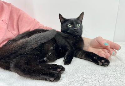 Enlarge Nicholas, a Adoptable Domestic Short Hair in Winton, NC image 1/3