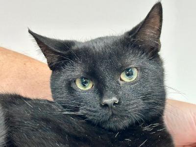 Enlarge Nicholas, a Adoptable Domestic Short Hair in Winton, NC image 2/3
