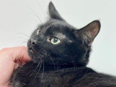 Enlarge Nicholas, a Adoptable Domestic Short Hair in Winton, NC image 3/3