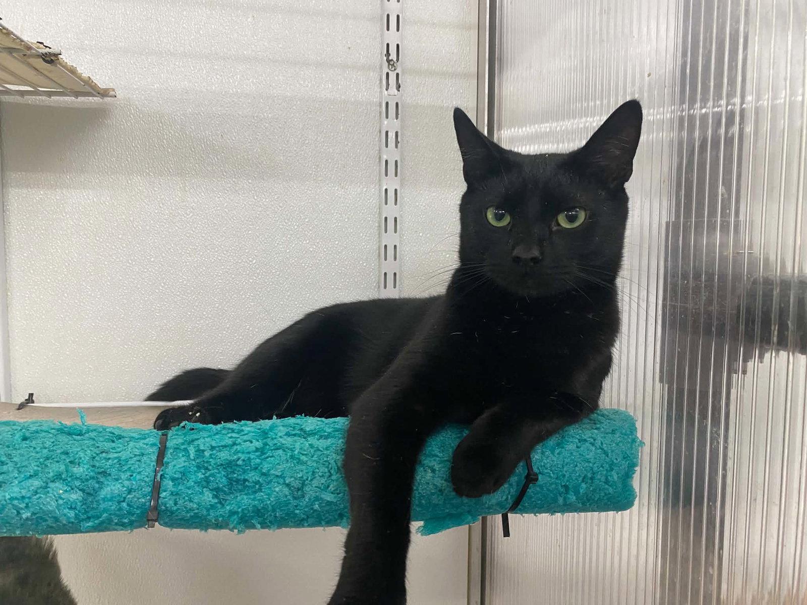Enlarge Nicholas, a Adoptable Domestic Short Hair in Winton, NC image 3/3
