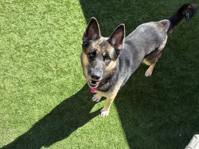 LINDY, Adoptable, Adult Female German Shepherd Dog & Mixed Breed.