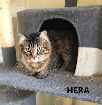 Enlarge Hera, a ADOPTABLE Domestic Long Hair in Washington, GA image 1/2