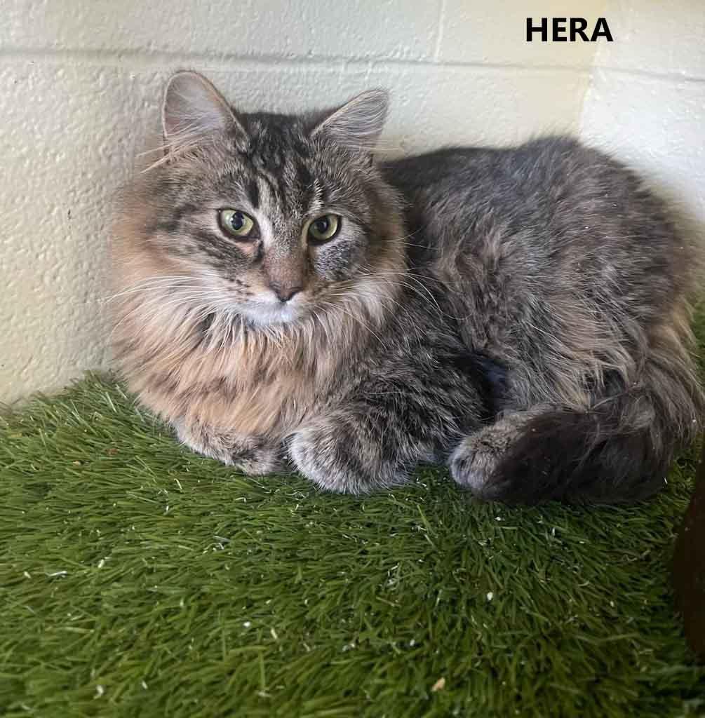 Enlarge Hera, a ADOPTABLE Domestic Long Hair in Washington, GA image 2/2