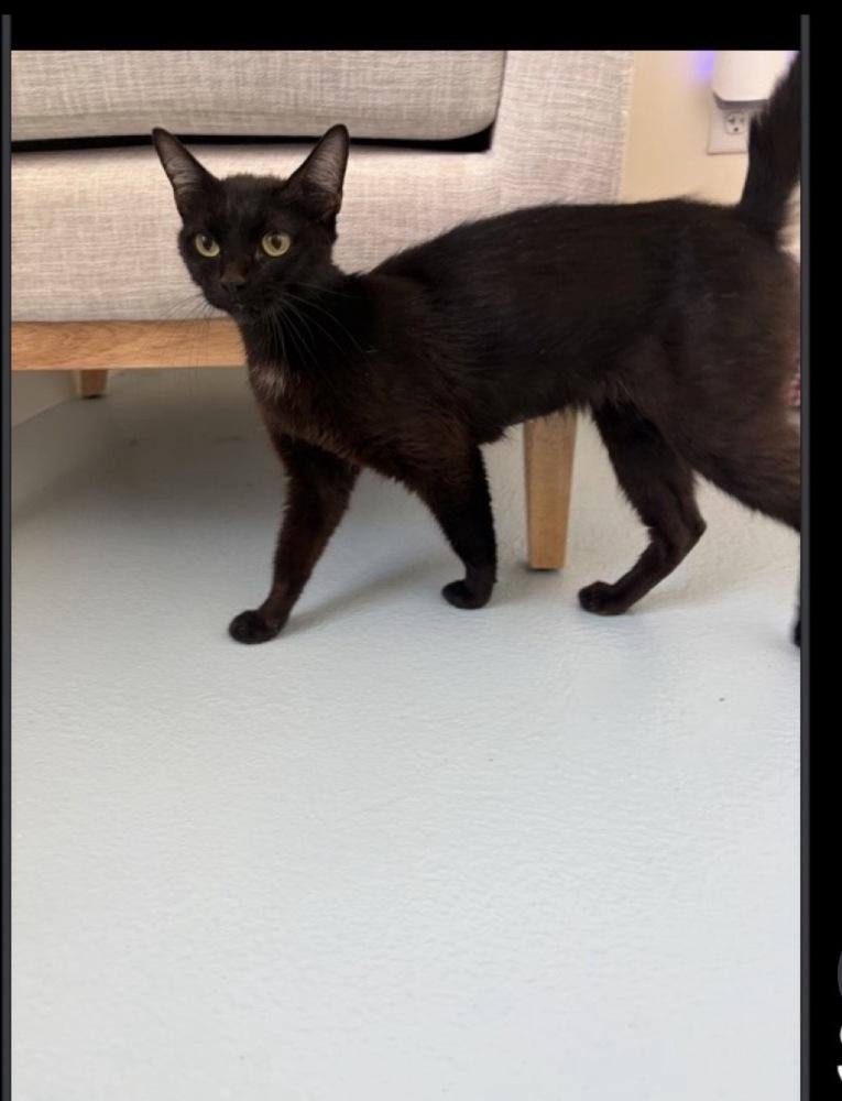 Suzy, Adoptable, Adult Female Domestic Short Hair.