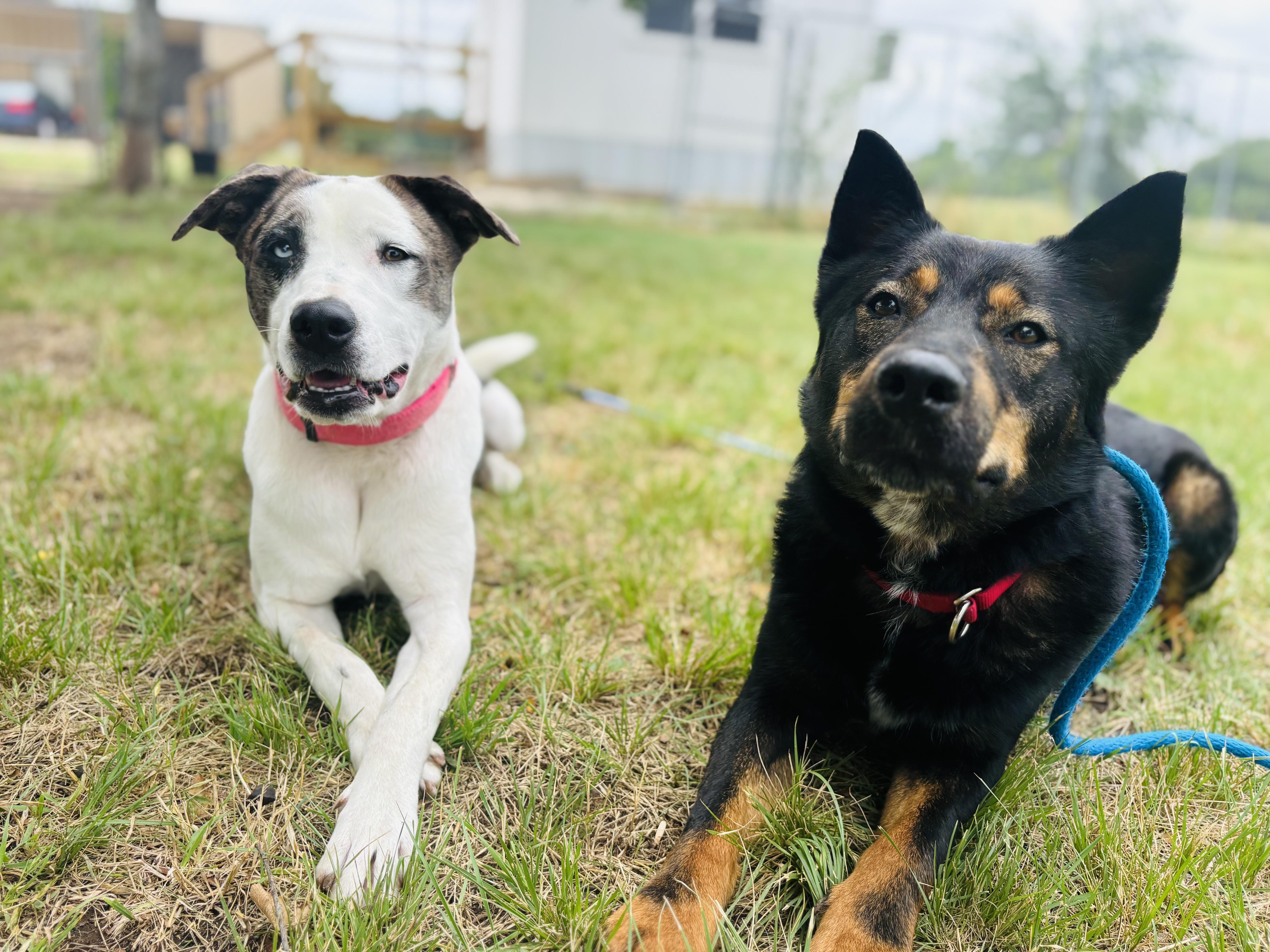 Enlarge Echo, a Adoptable mixed breed in Gatesville, TX image 2/4