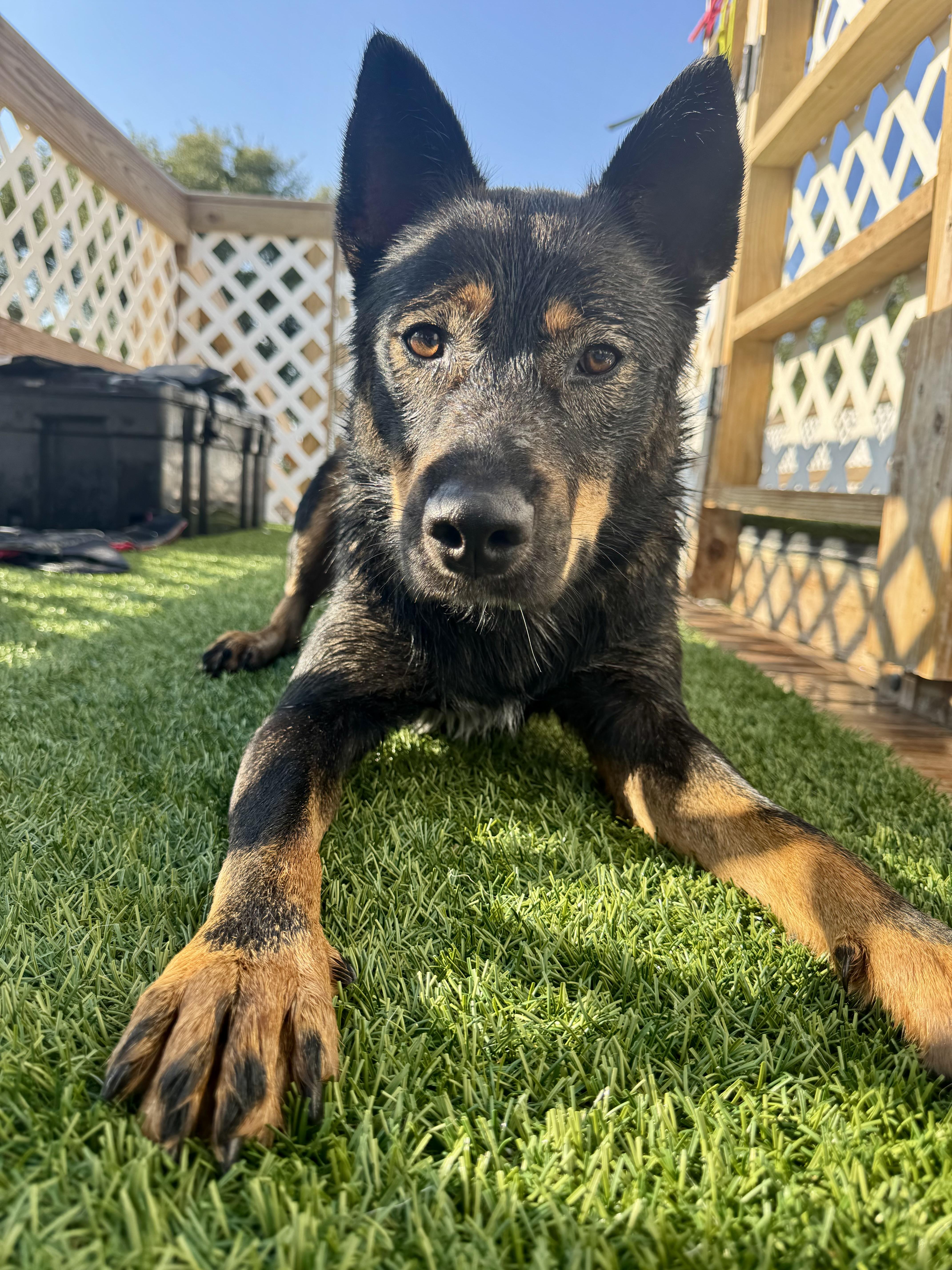 Enlarge Echo, a Adoptable mixed breed in Gatesville, TX image 3/4