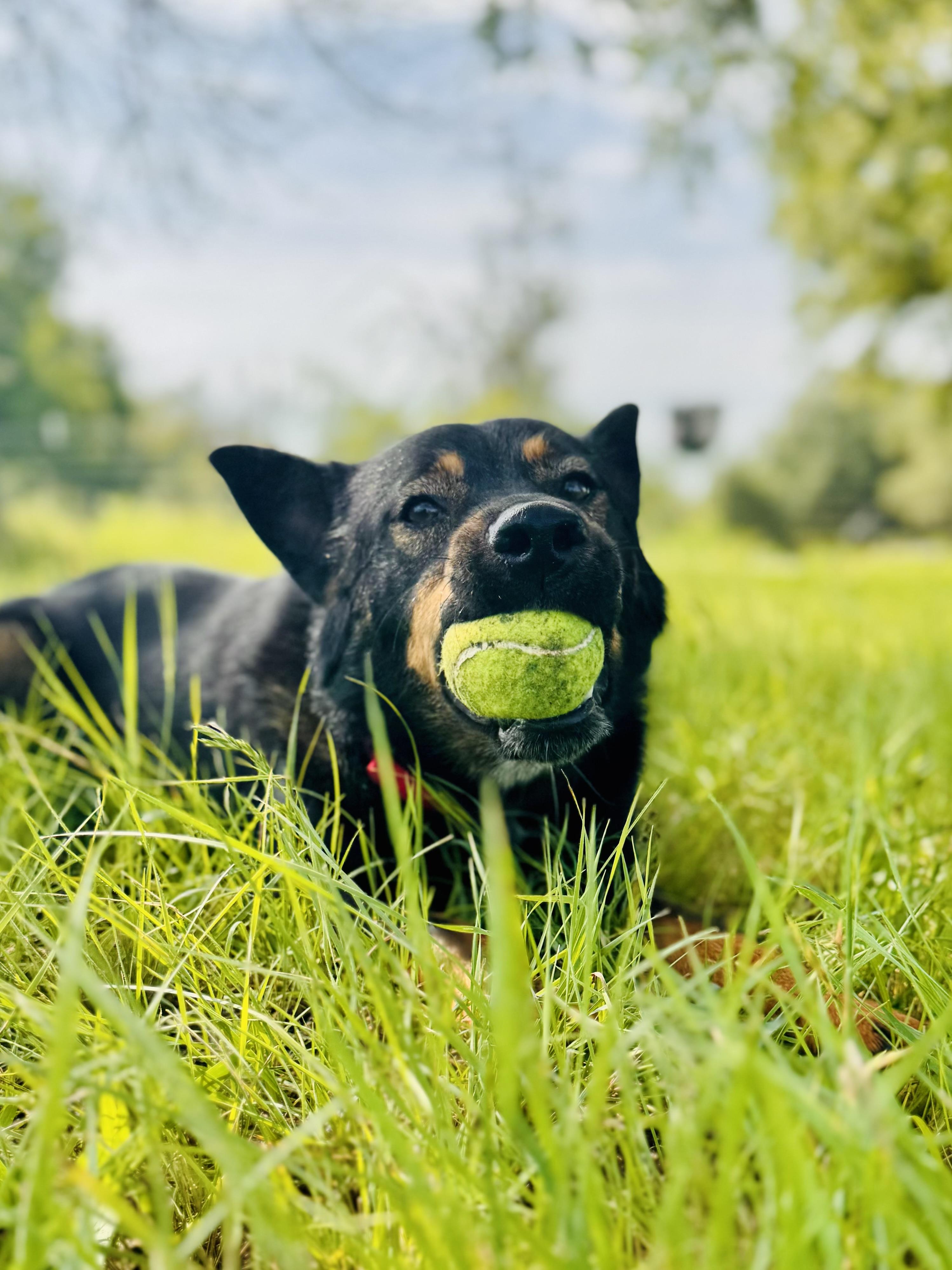 Enlarge Echo, a Adoptable mixed breed in Gatesville, TX image 1/4