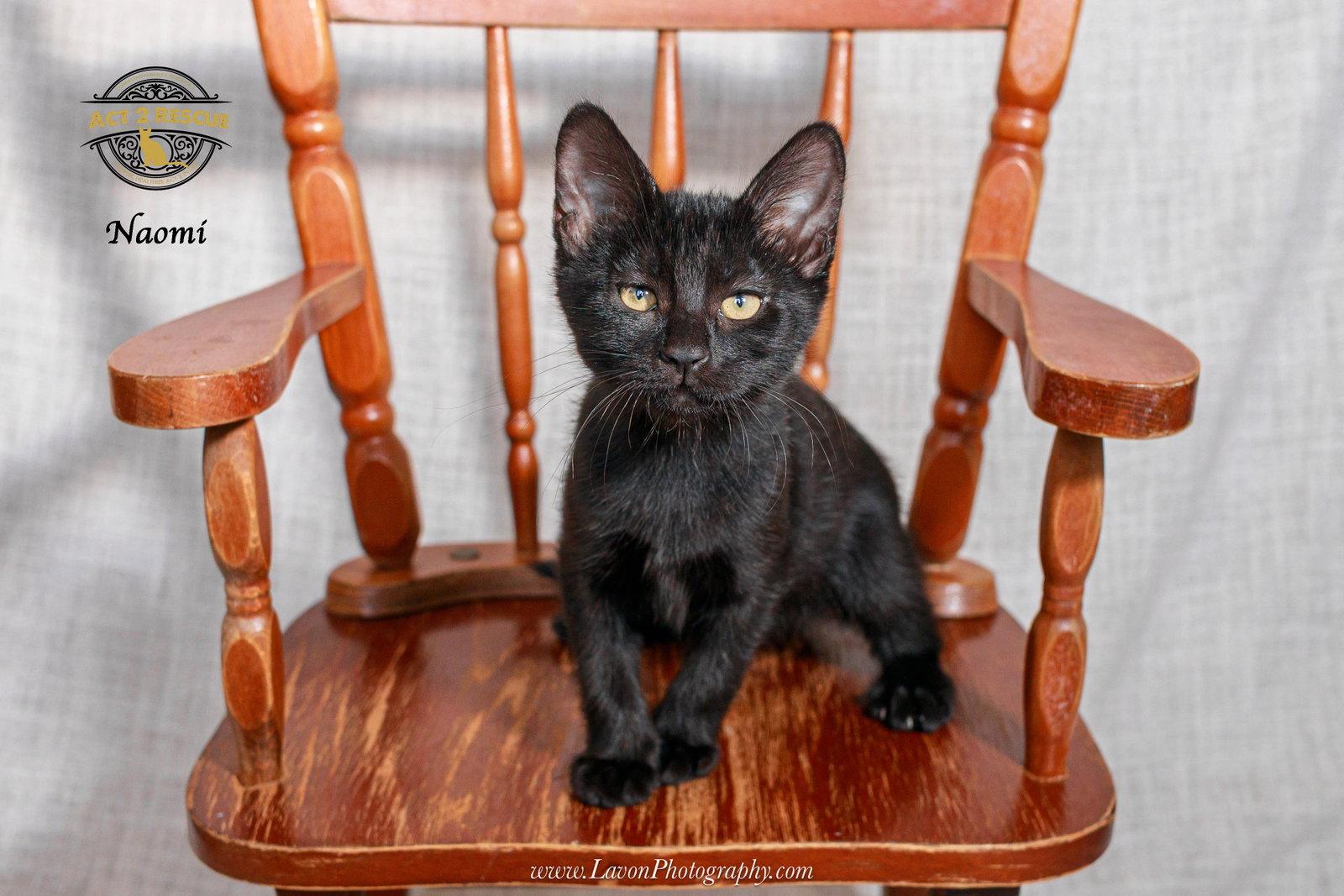 Enlarge Naomi 2, a Adoptable Domestic Short Hair in Riverside, CA image 1/3