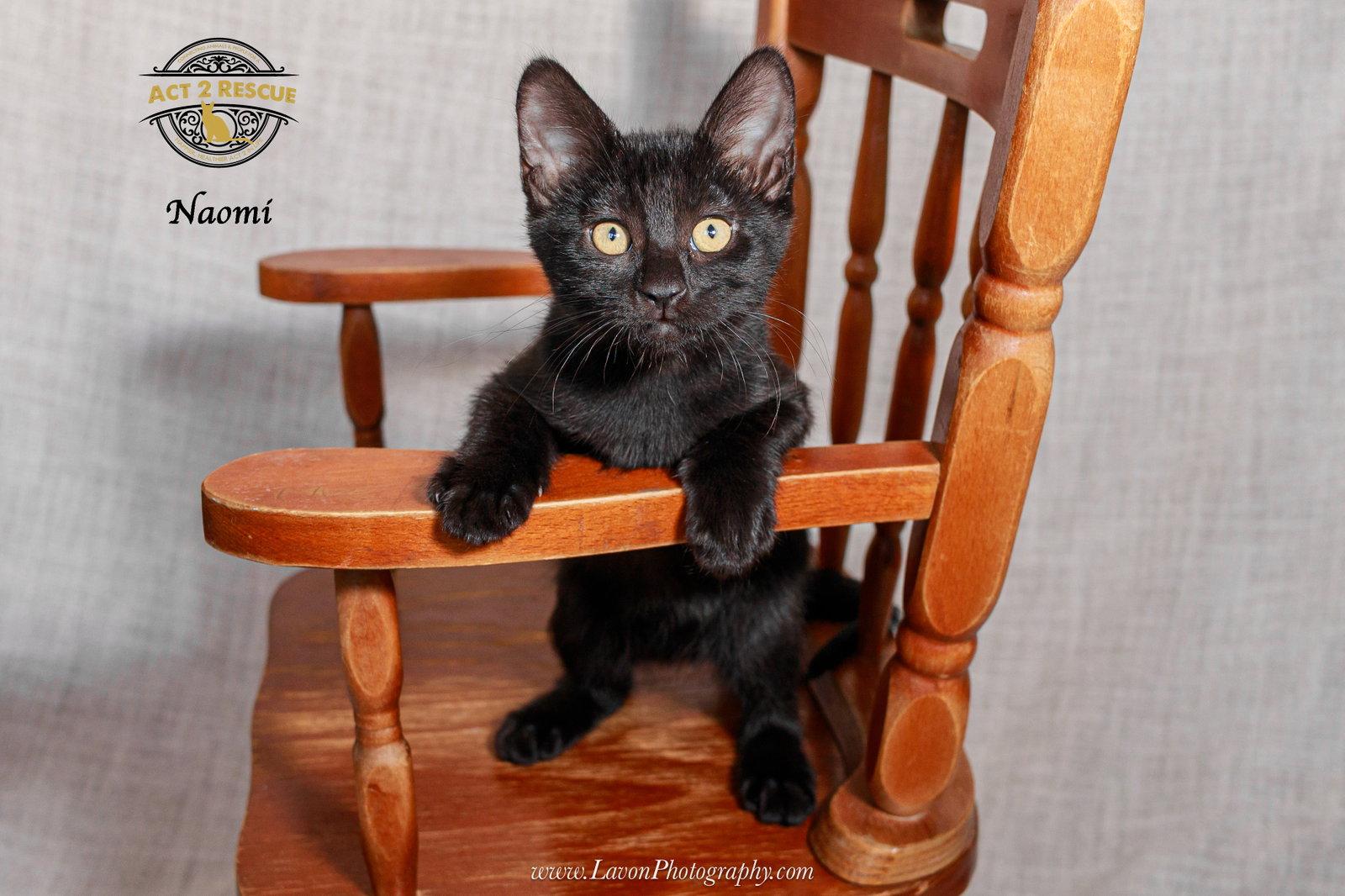 Enlarge Naomi 2, a Adoptable Domestic Short Hair in Riverside, CA image 2/3