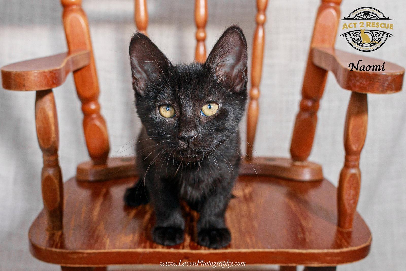 Enlarge Naomi 2, a Adoptable Domestic Short Hair in Riverside, CA image 3/3