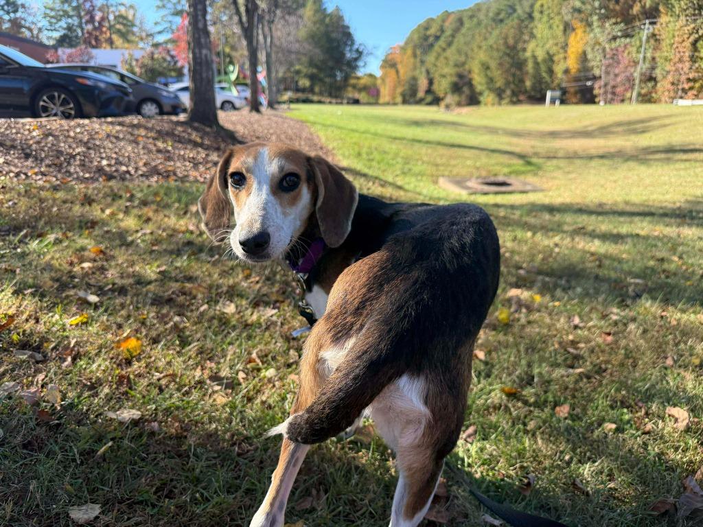Eileen, Adopted, Young Female Hound.