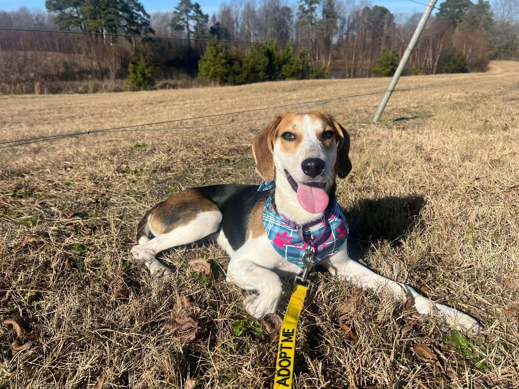 Enlarge Eileen, a Adopted mixed breed in Raleigh, NC image 2/6