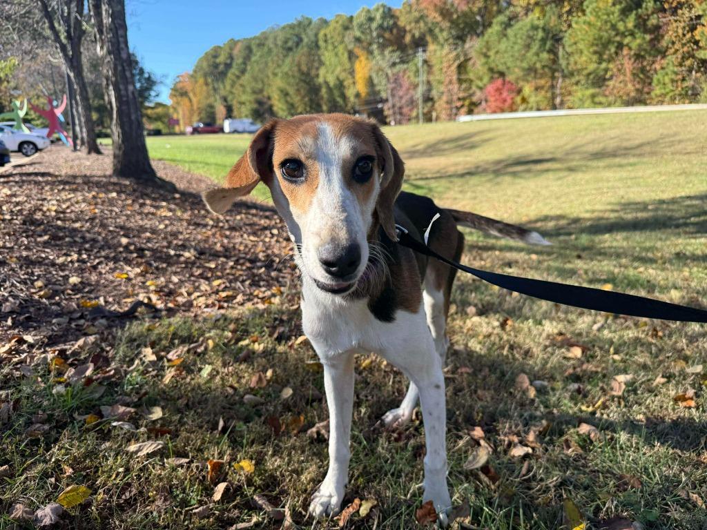 Enlarge Eileen, a Adopted mixed breed in Raleigh, NC image 3/6