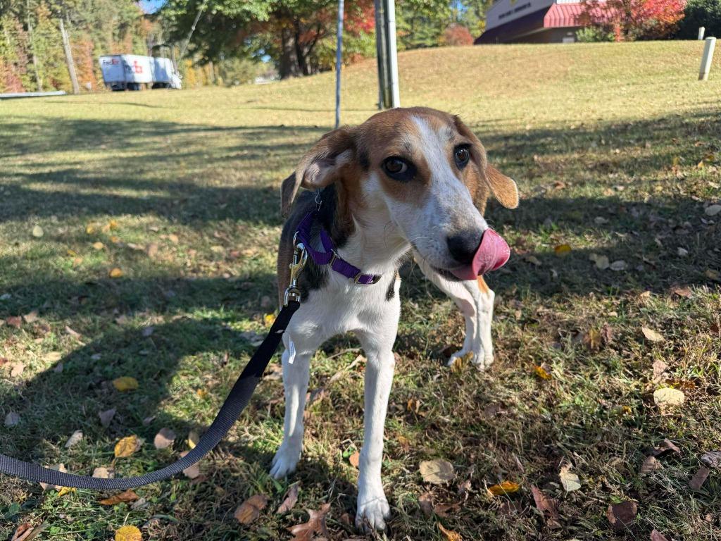 Enlarge Eileen, a Adopted mixed breed in Raleigh, NC image 5/6