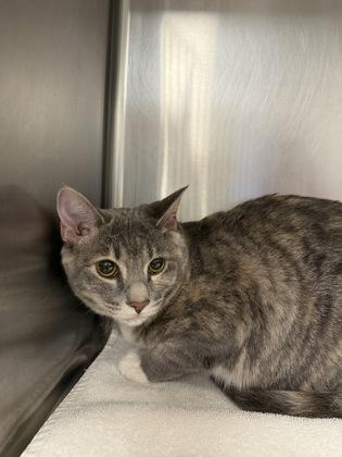 Enlarge Ariel, a Adoptable mixed breed in Grapevine, TX image 1/1