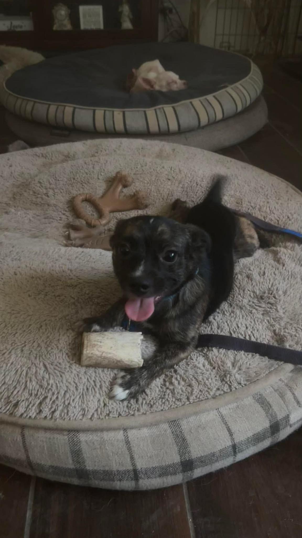 Radar, ADOPTABLE, Puppy Male Chihuahua.