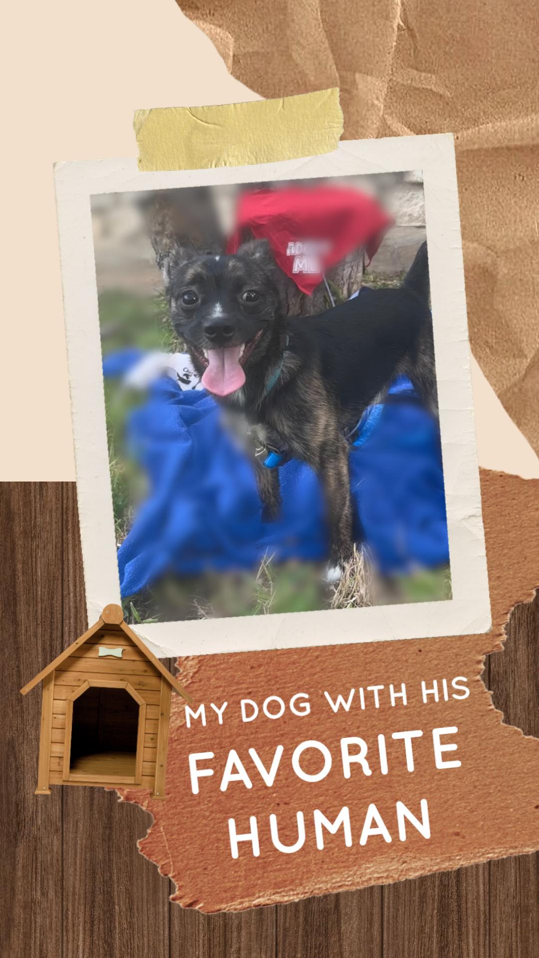 Enlarge Radar, a ADOPTABLE mixed breed in San Antonio, TX image 3/3