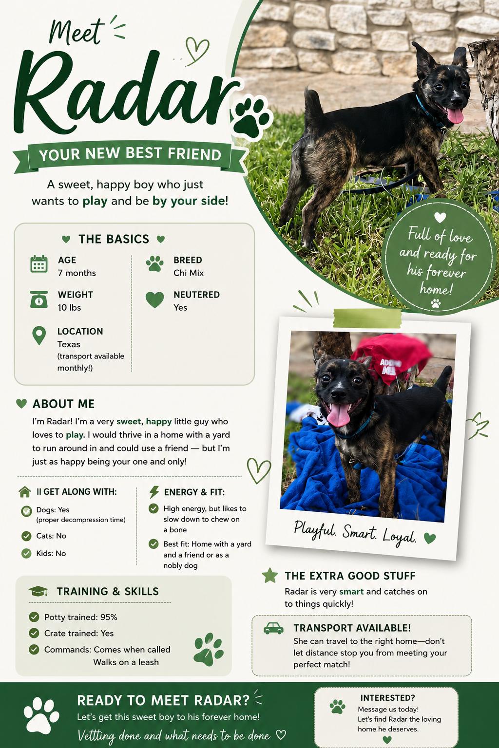 Enlarge Radar, a ADOPTABLE mixed breed in San Antonio, TX image 2/3