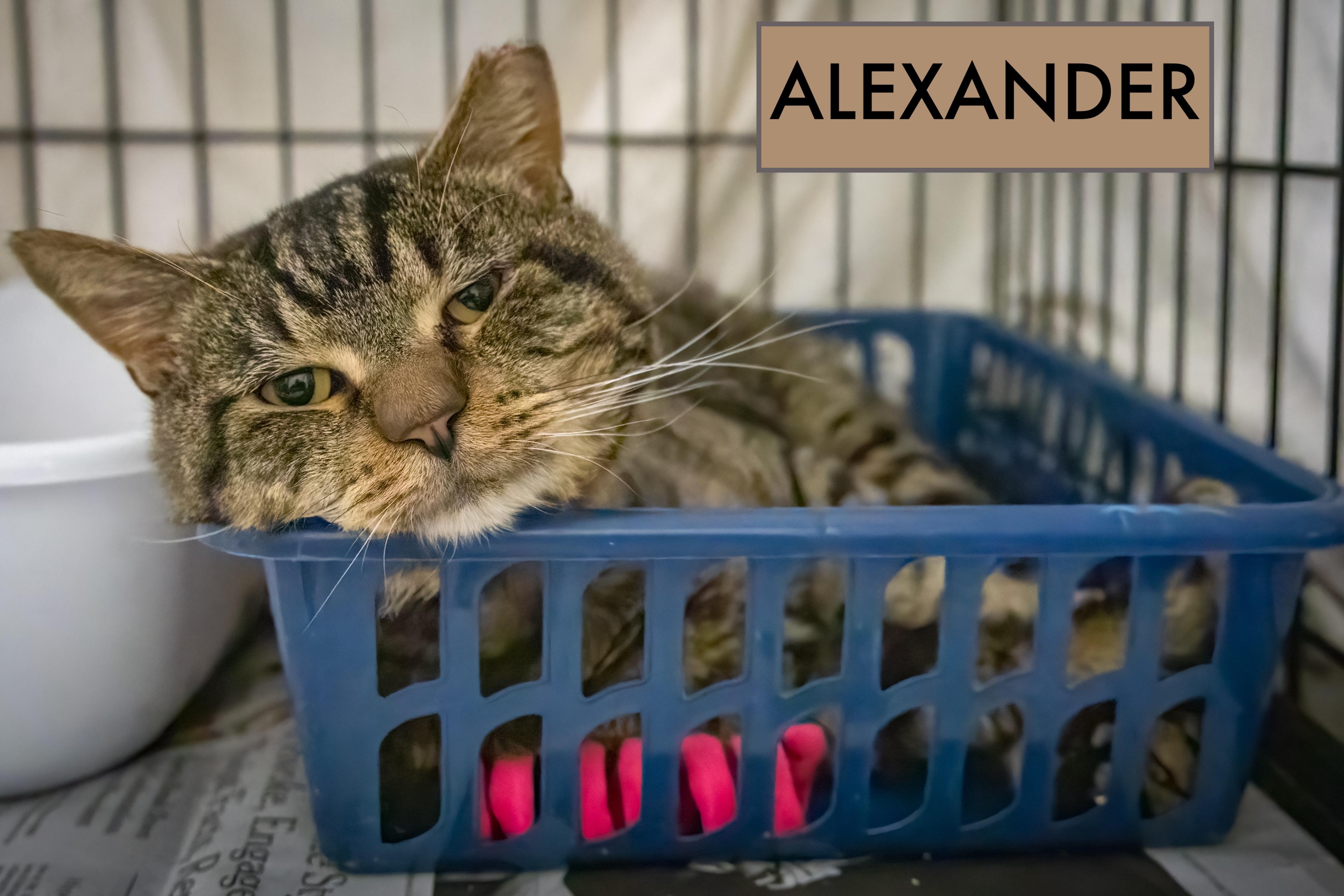 Alexander (FCID# 10/29/2025 - 55 Trainer)