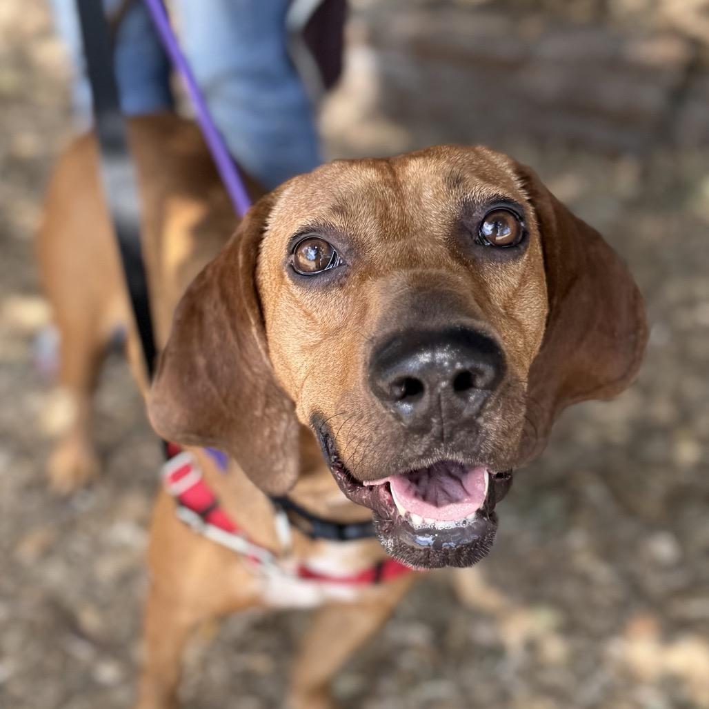 Enlarge Rolo, a Adoptable mixed breed in San Francisco, CA image 1/6