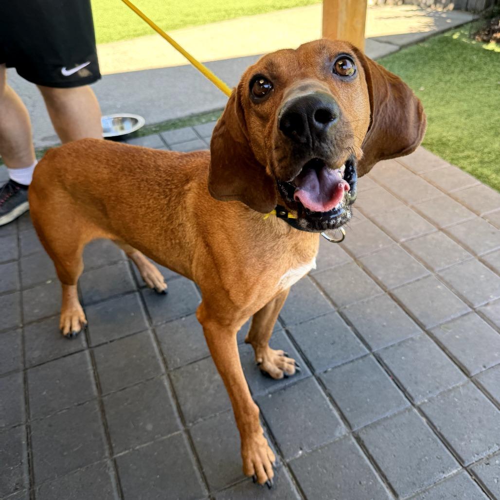 Enlarge Rolo, a Adoptable mixed breed in San Francisco, CA image 2/6