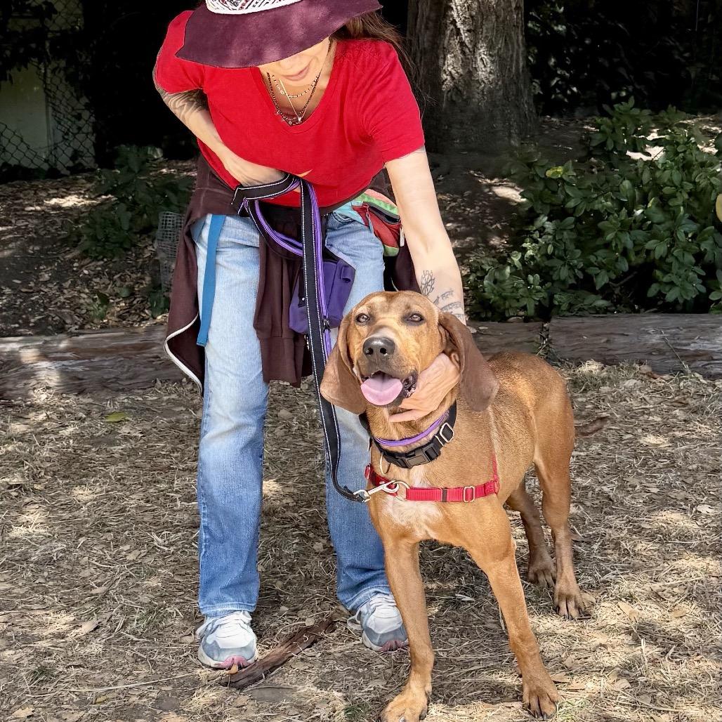 Enlarge Rolo, a Adoptable mixed breed in San Francisco, CA image 3/6