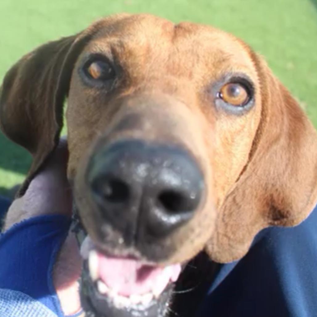 Enlarge Rolo, a Adoptable mixed breed in San Francisco, CA image 4/6