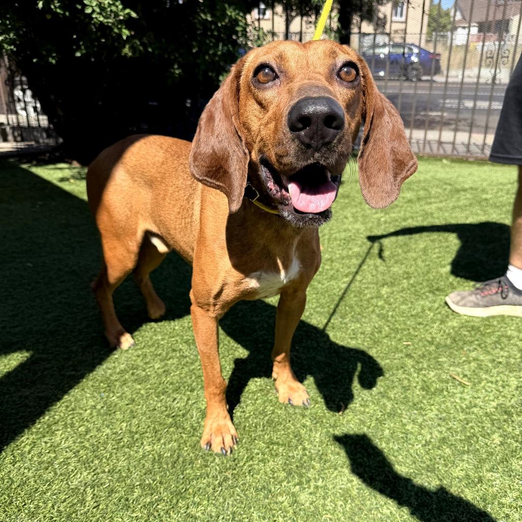 Enlarge Rolo, a Adoptable mixed breed in San Francisco, CA image 5/6