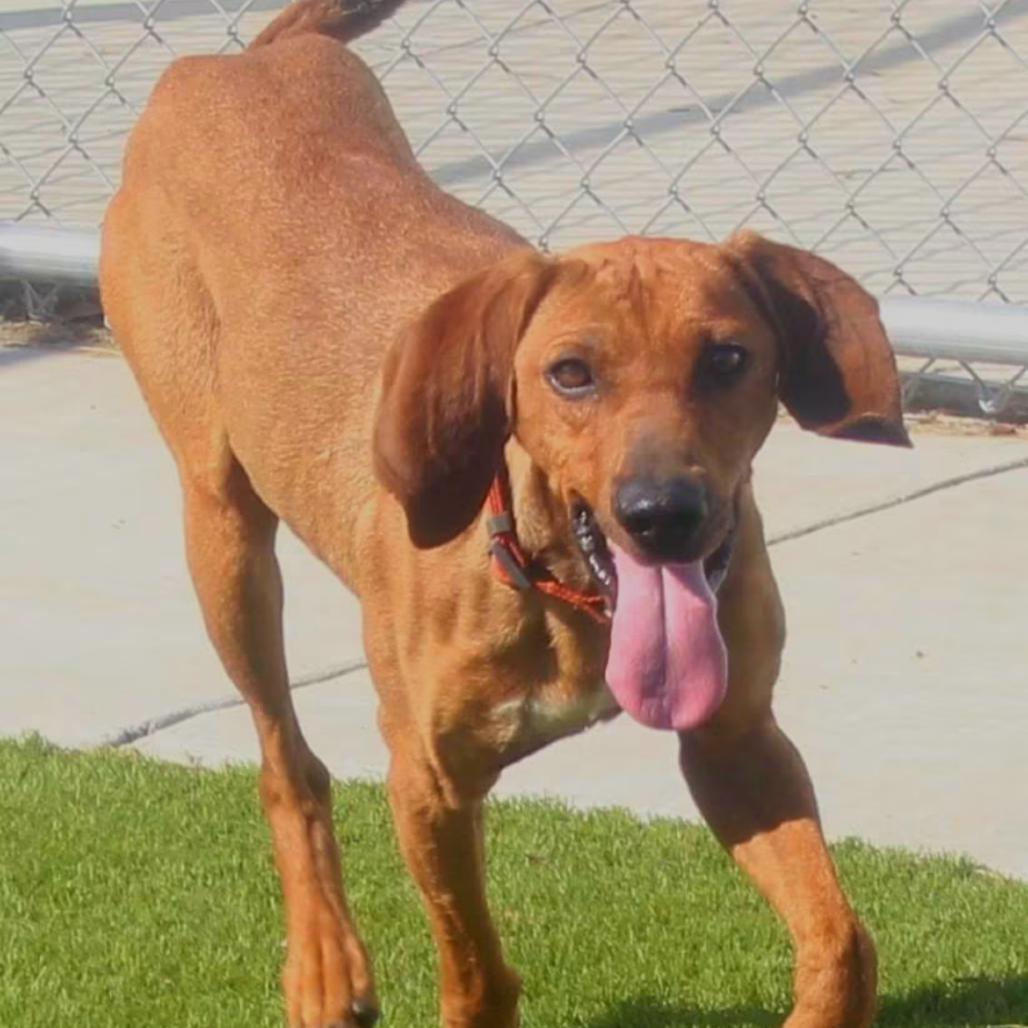 Enlarge Rolo, a Adoptable mixed breed in San Francisco, CA image 6/6