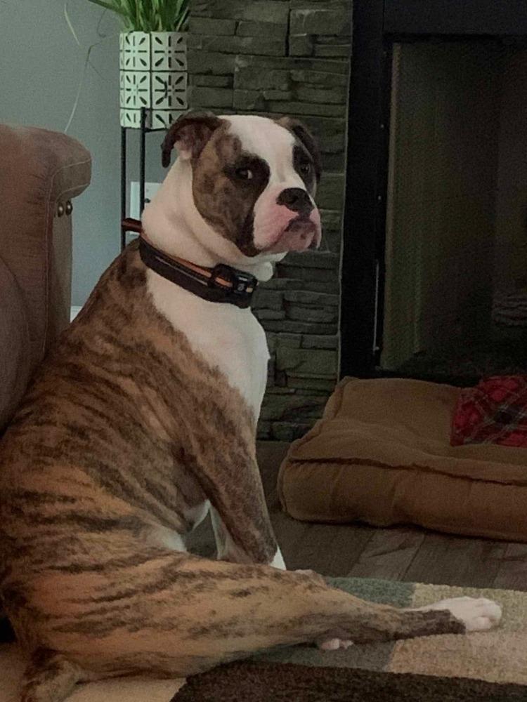 Gloria, Adoptable, Adult Female American Bulldog.