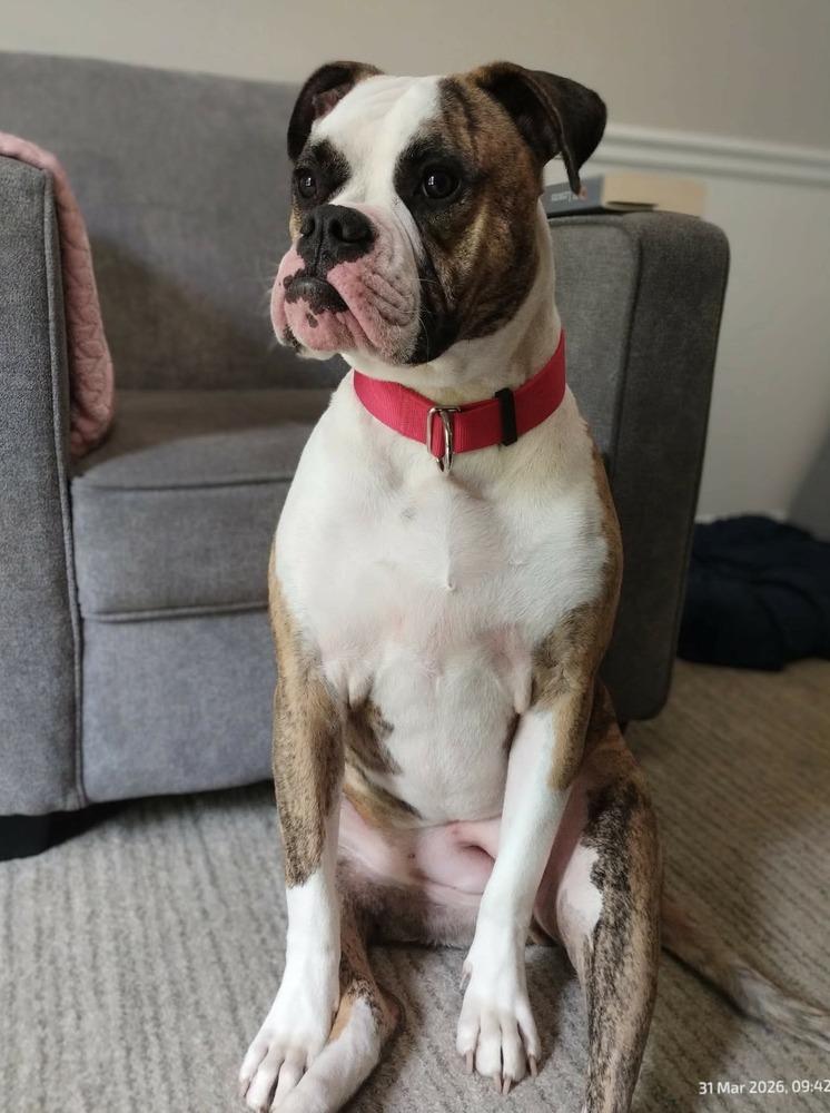 Enlarge Gloria, a Adoptable American Bulldog in WARNER ROBINS, GA image 2/6