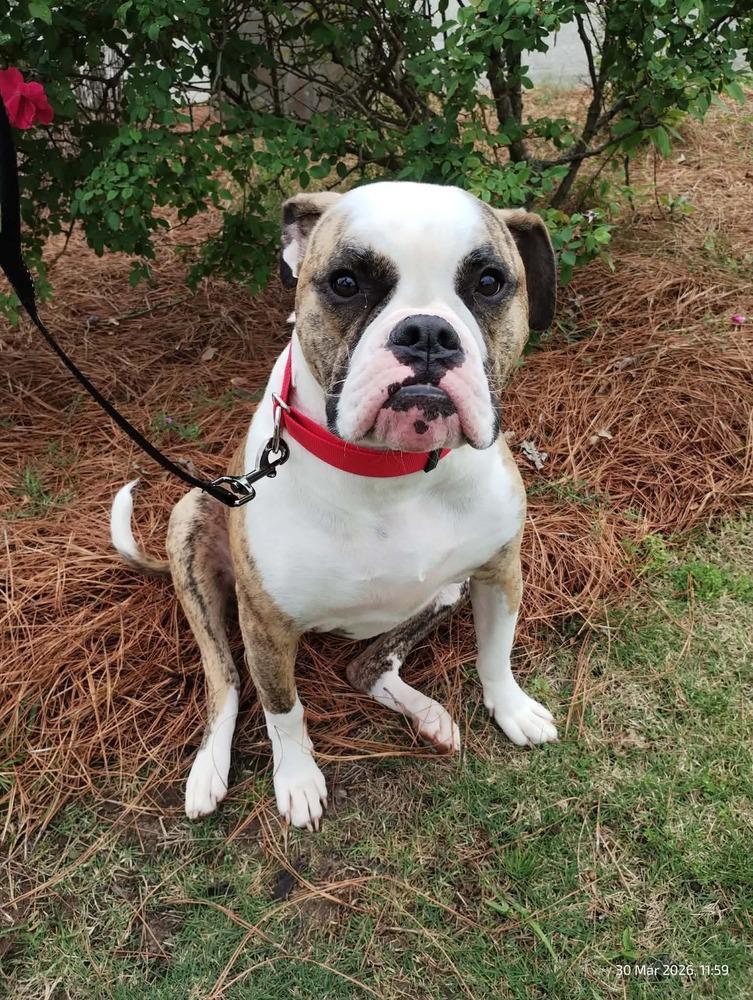 Enlarge Gloria, a Adoptable American Bulldog in WARNER ROBINS, GA image 3/6