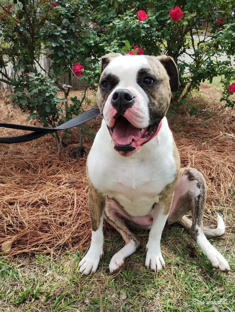 Enlarge Gloria, a Adoptable American Bulldog in WARNER ROBINS, GA image 4/6