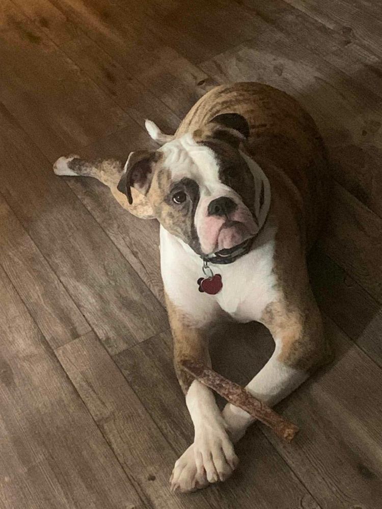 Enlarge Gloria, a Adoptable American Bulldog in WARNER ROBINS, GA image 5/6