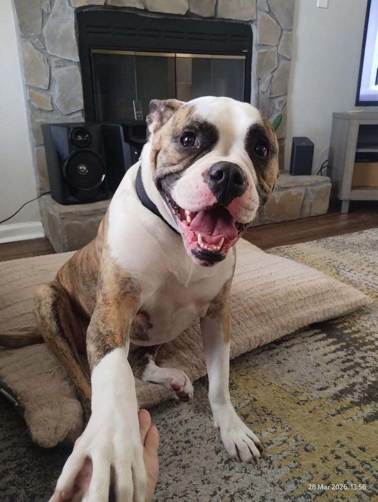 Enlarge Gloria, a Adoptable American Bulldog in WARNER ROBINS, GA image 6/6