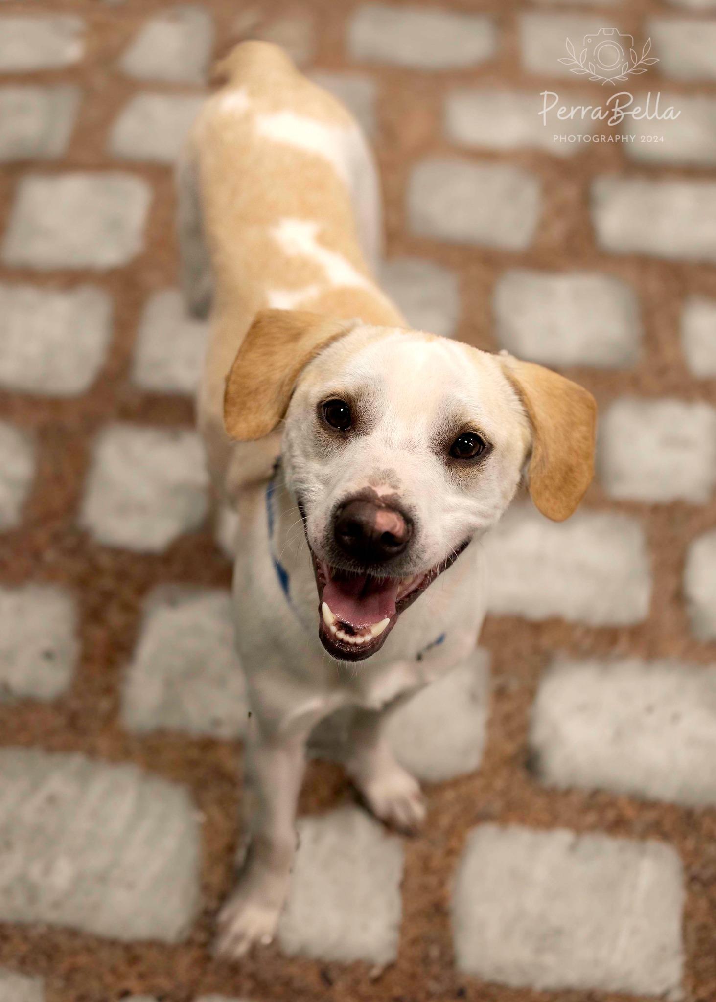 Vinnie, Adoptable, Adult Male Labrador Retriever.