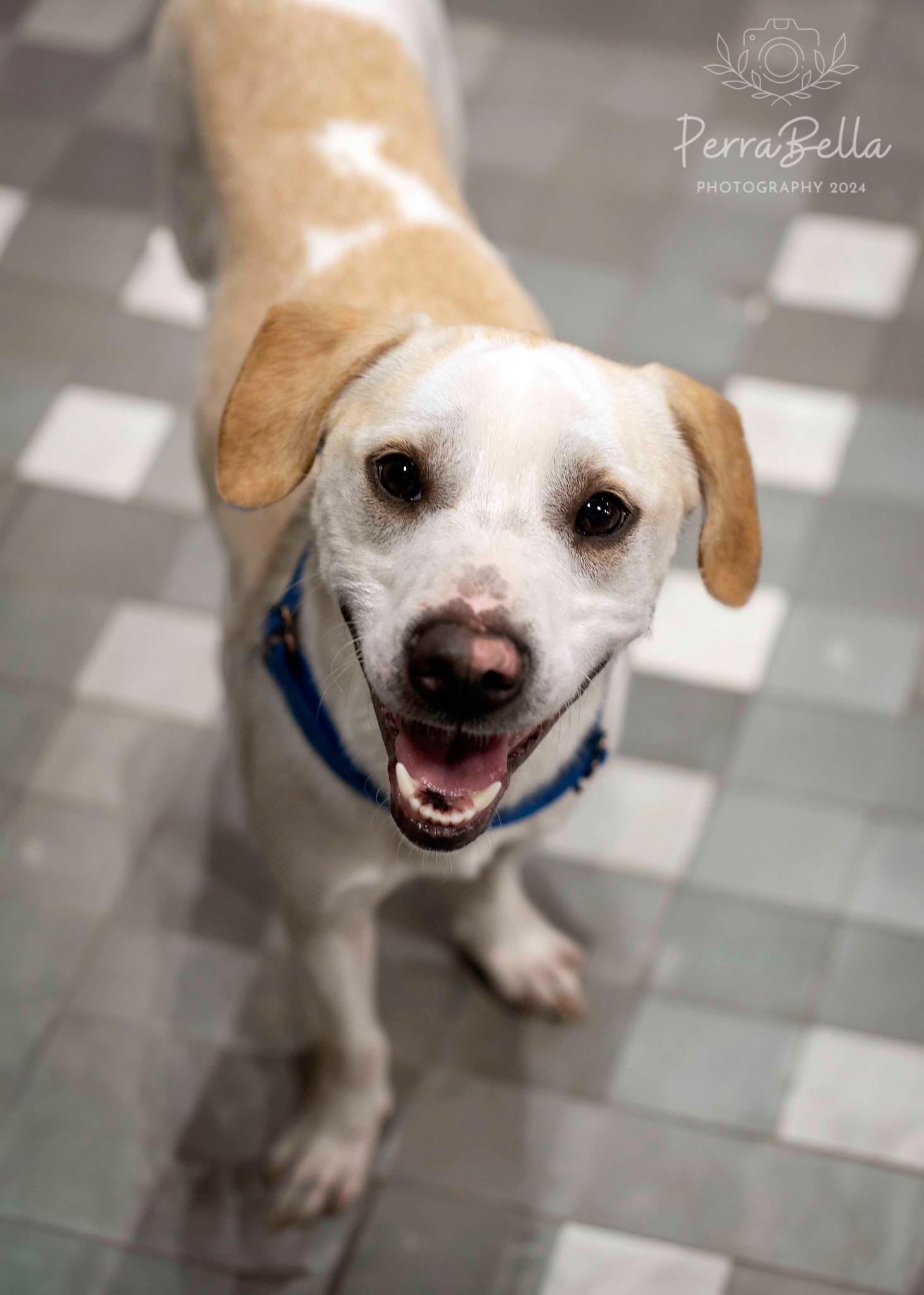 Enlarge Vinnie, a Adoptable Labrador Retriever in West Richland, WA image 2/6