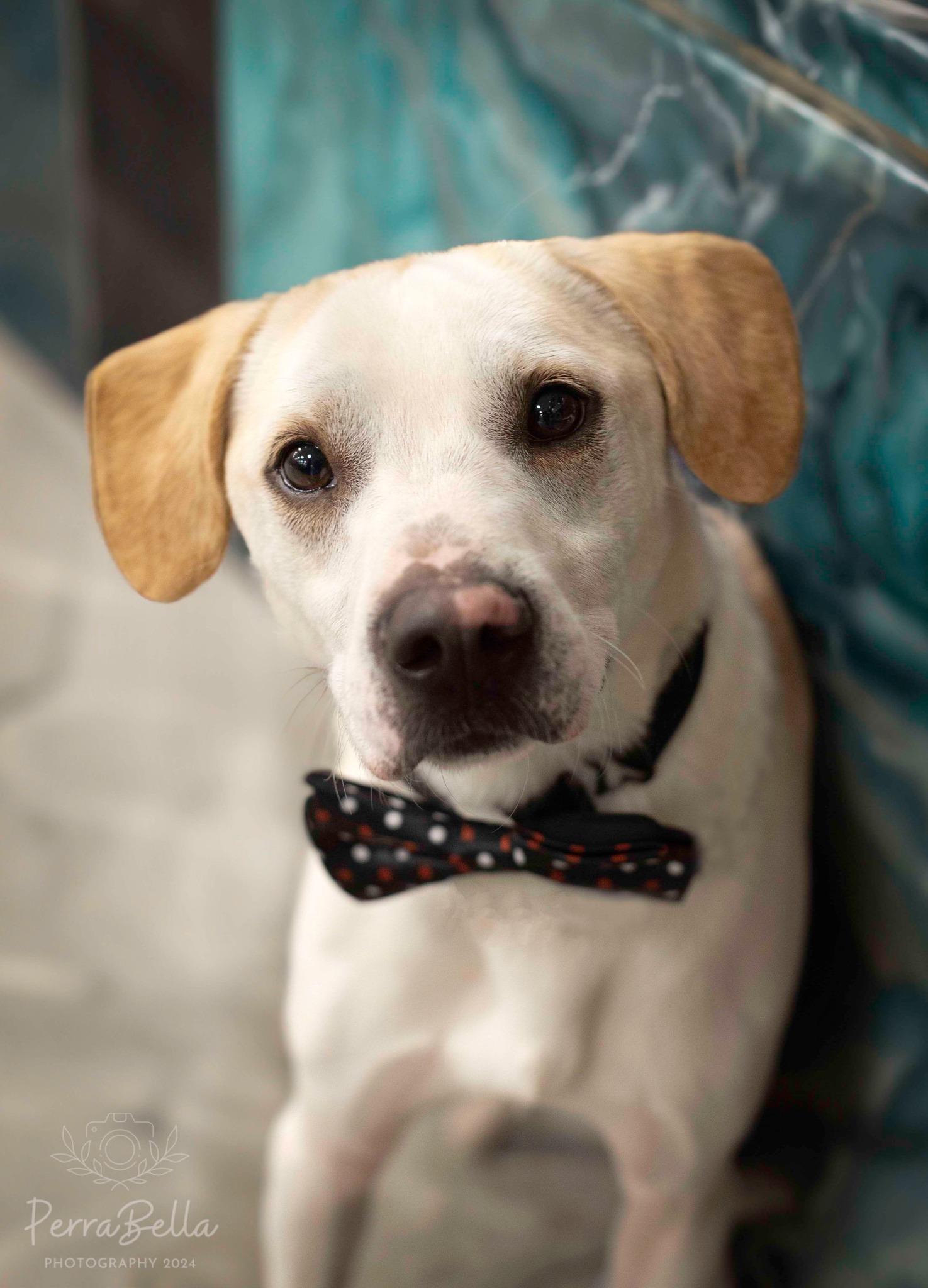 Enlarge Vinnie, a Adoptable Labrador Retriever in West Richland, WA image 3/6