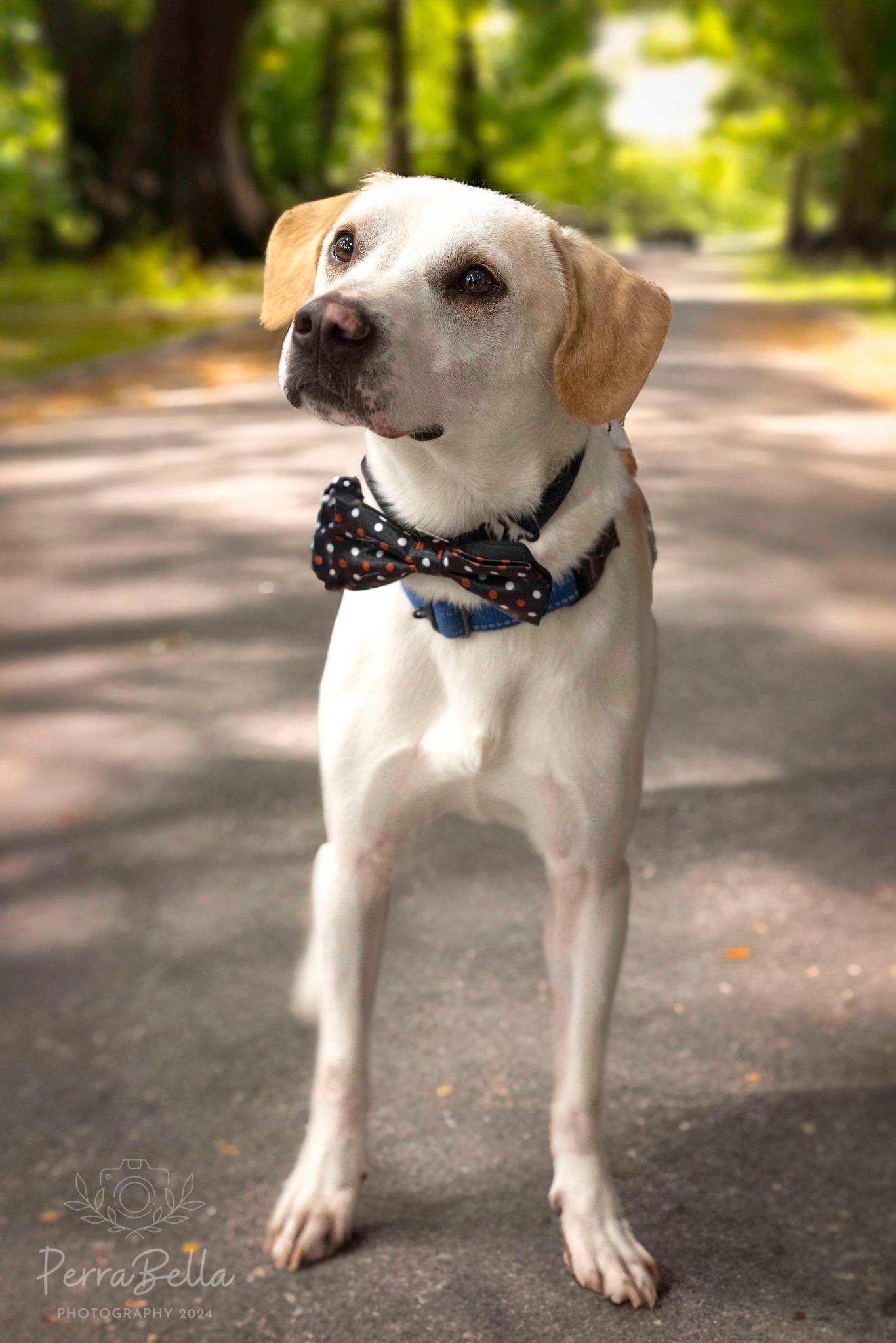Enlarge Vinnie, a Adoptable Labrador Retriever in West Richland, WA image 6/6