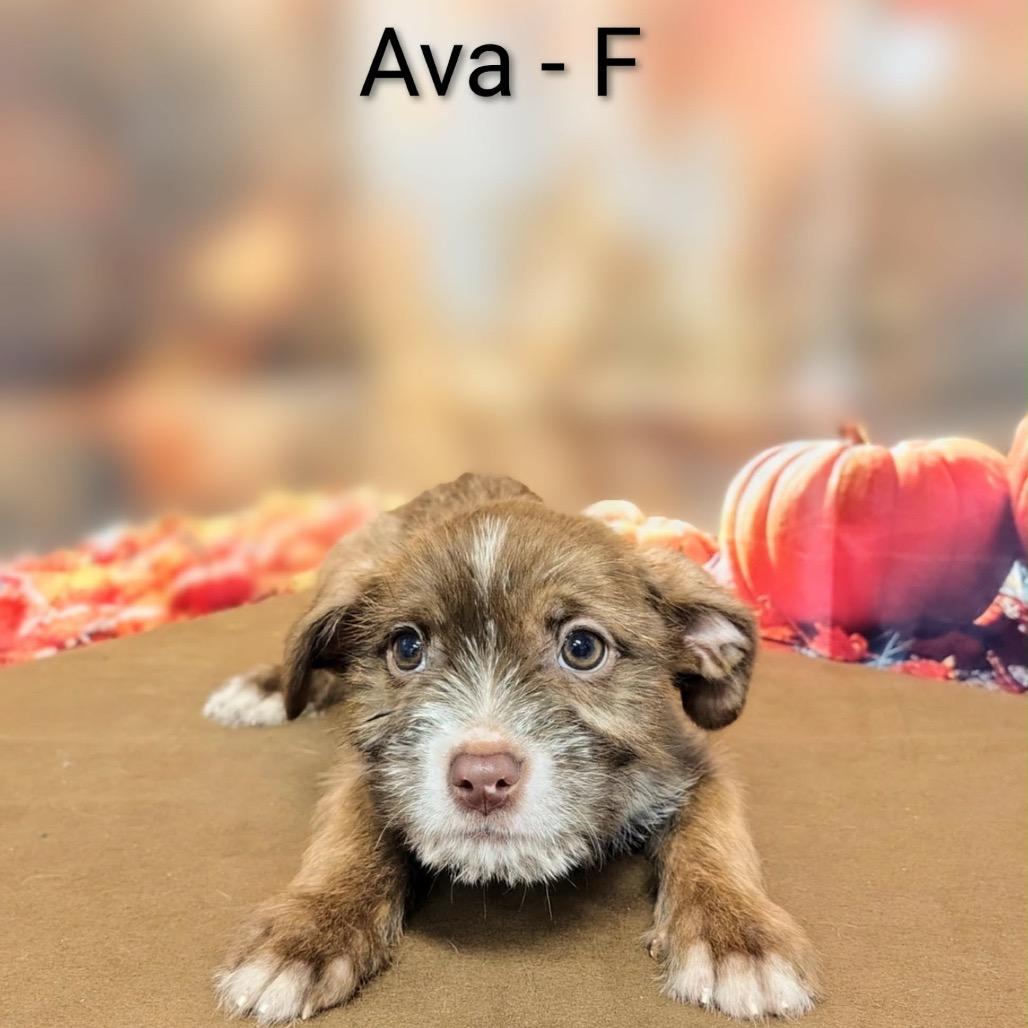 Ava, Adoptable, Puppy Female Mixed Breed & Mixed Breed.